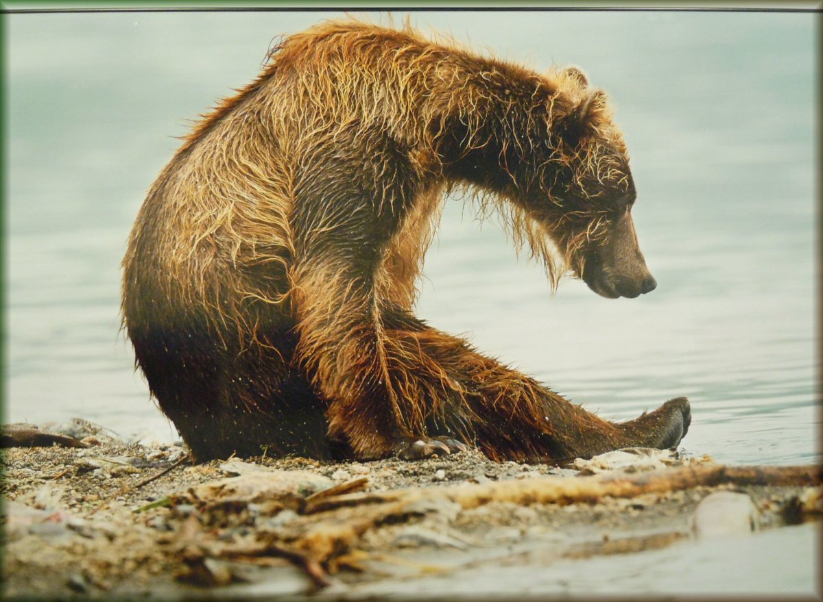 Общероссийский фестиваль природы «Первозданная Россия»