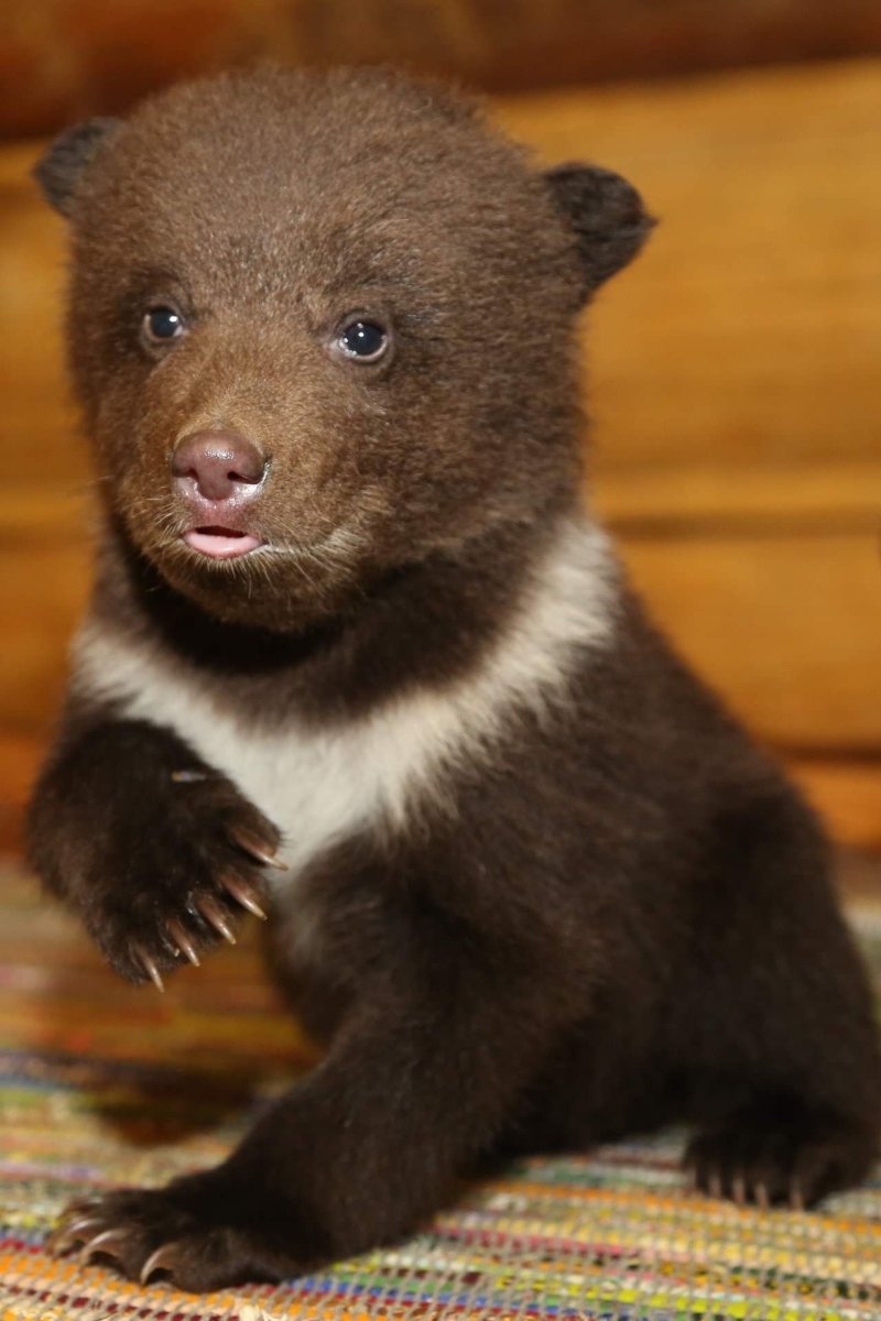 Голодный Медвежонок