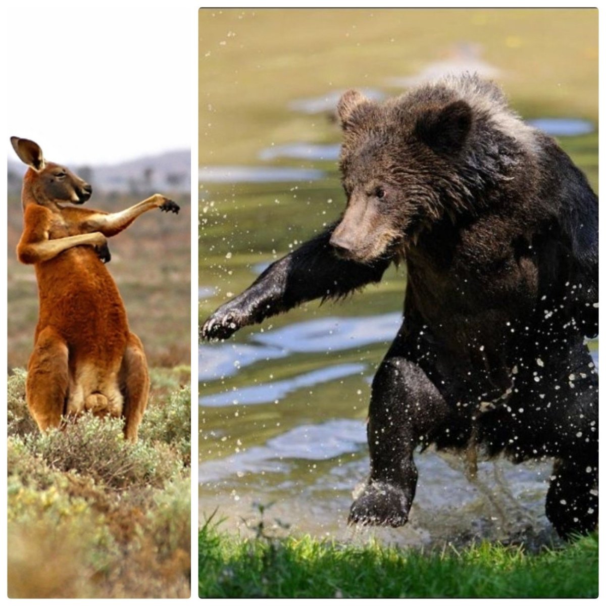 Бурый медведь смешной