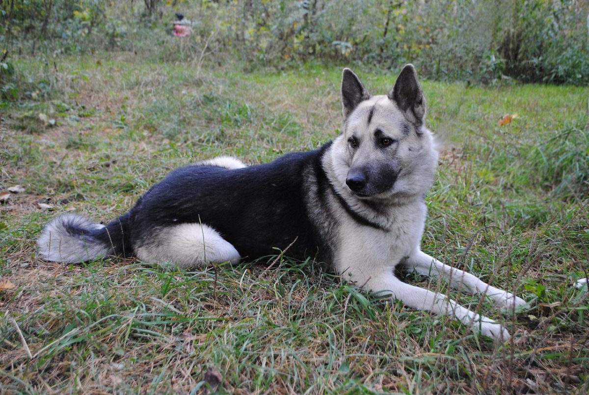Метис Восточно европейской лайки