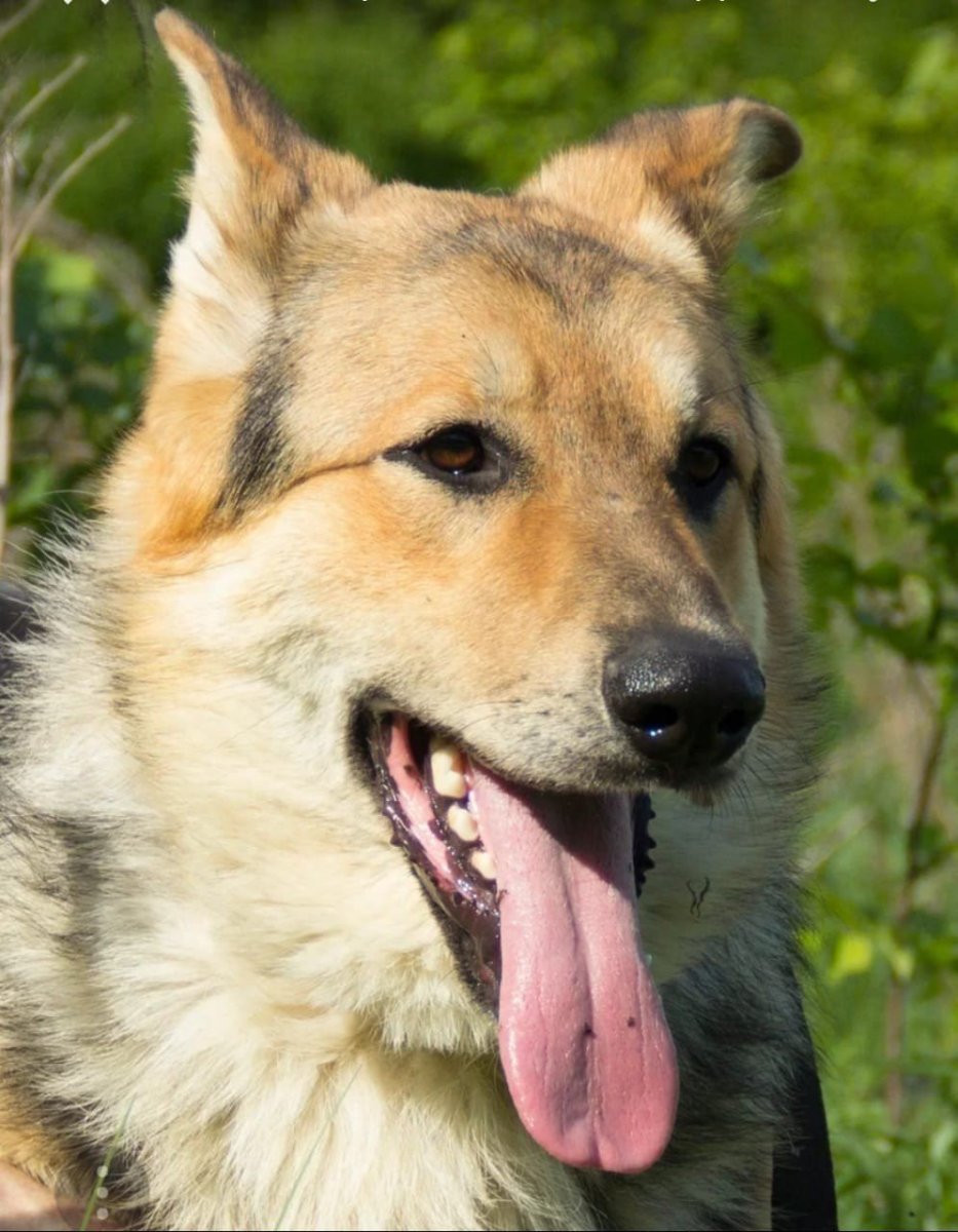 Порода метис лайки