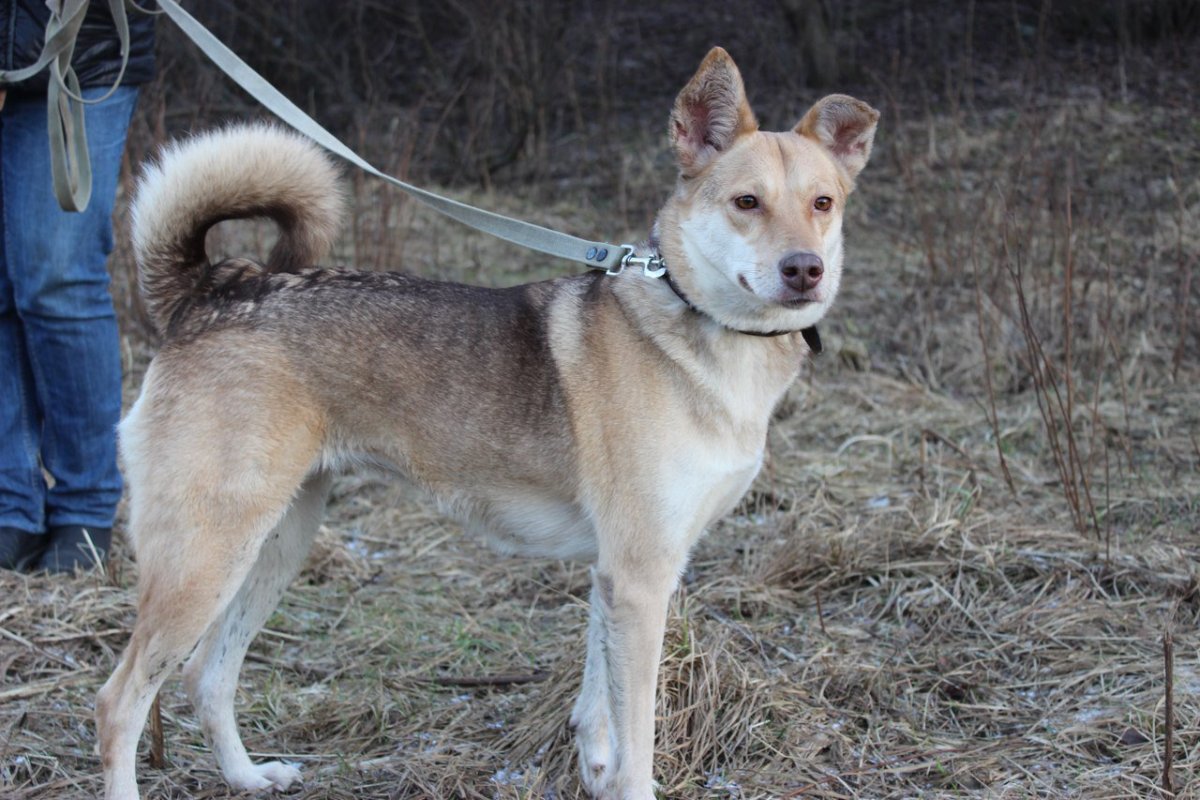 Метис лайки