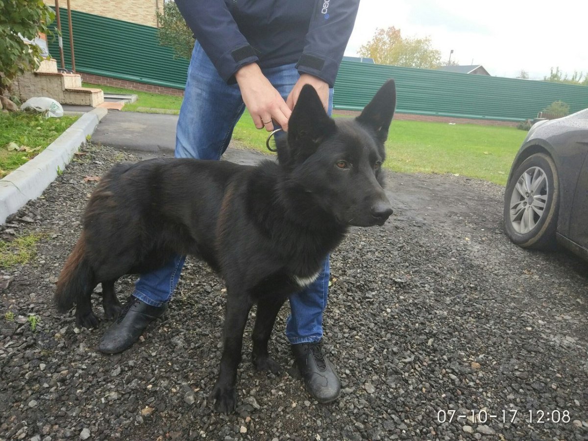 Метис Восточно европейской черной овчарки