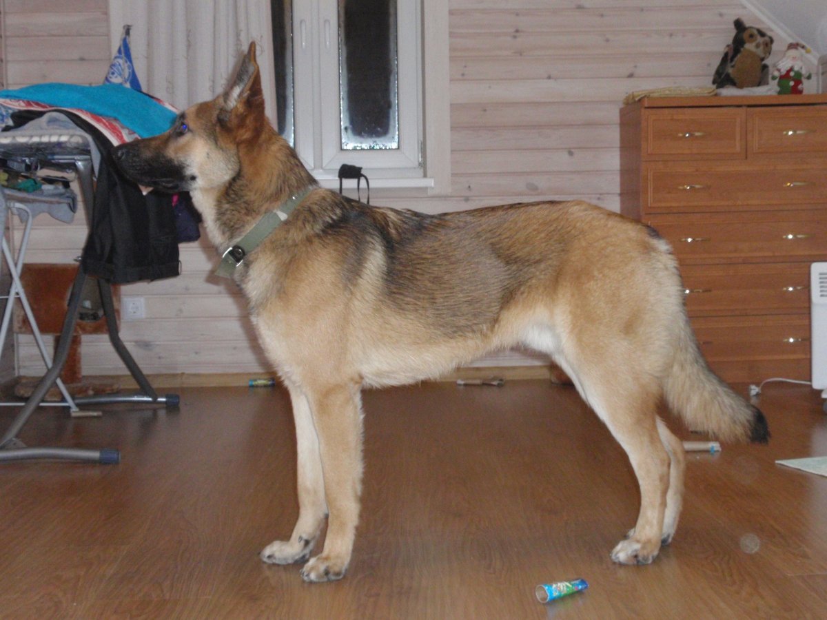 Метис лайки и овчарки