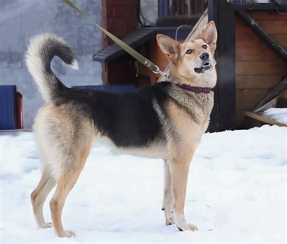 Метис лайки и овчарки