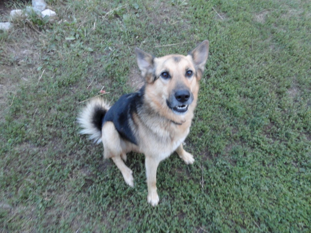 Лайка дворняжка