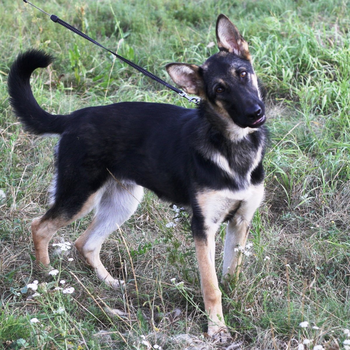 Помесь Восточно европейской овчарки