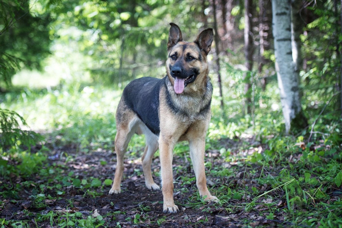 Метис лайки и овчарки