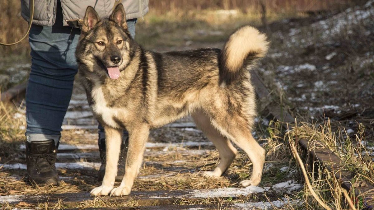 Метис Западно сибирской лайки и овчарки