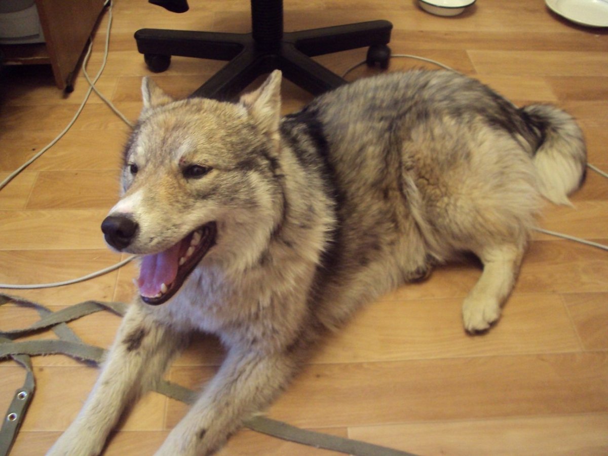 Помесь лайки и волкособа с немецкой овчаркой