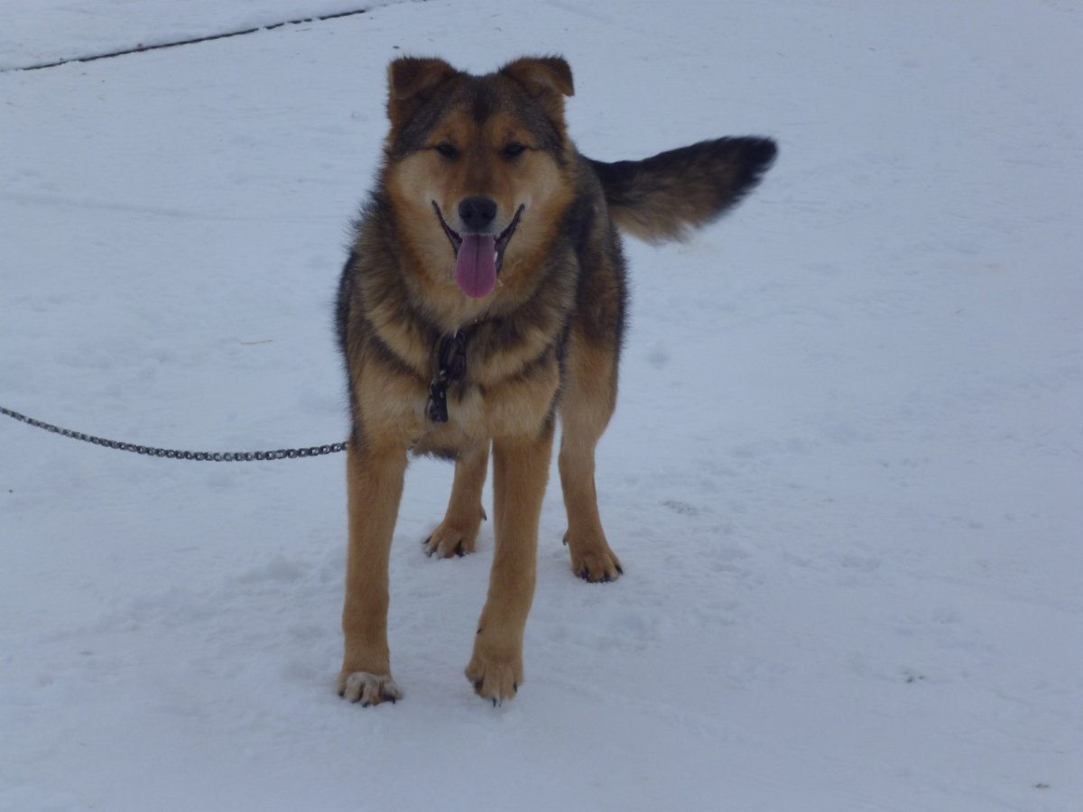 Метис немецкой овчарки 6 месяцев