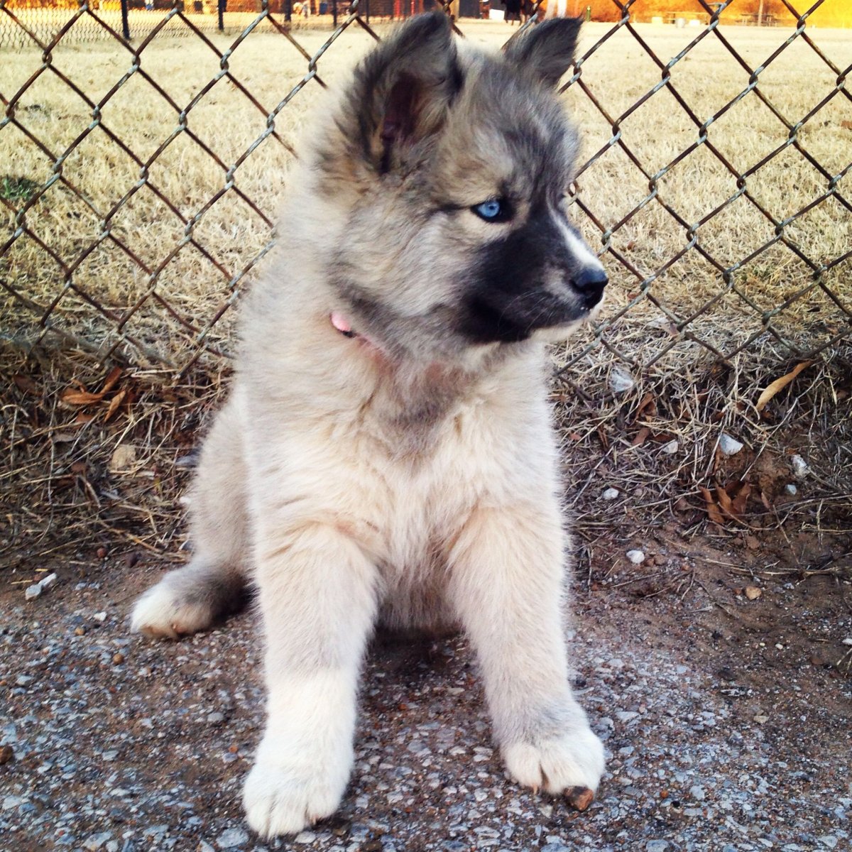 Лайка волкодав Сибирская