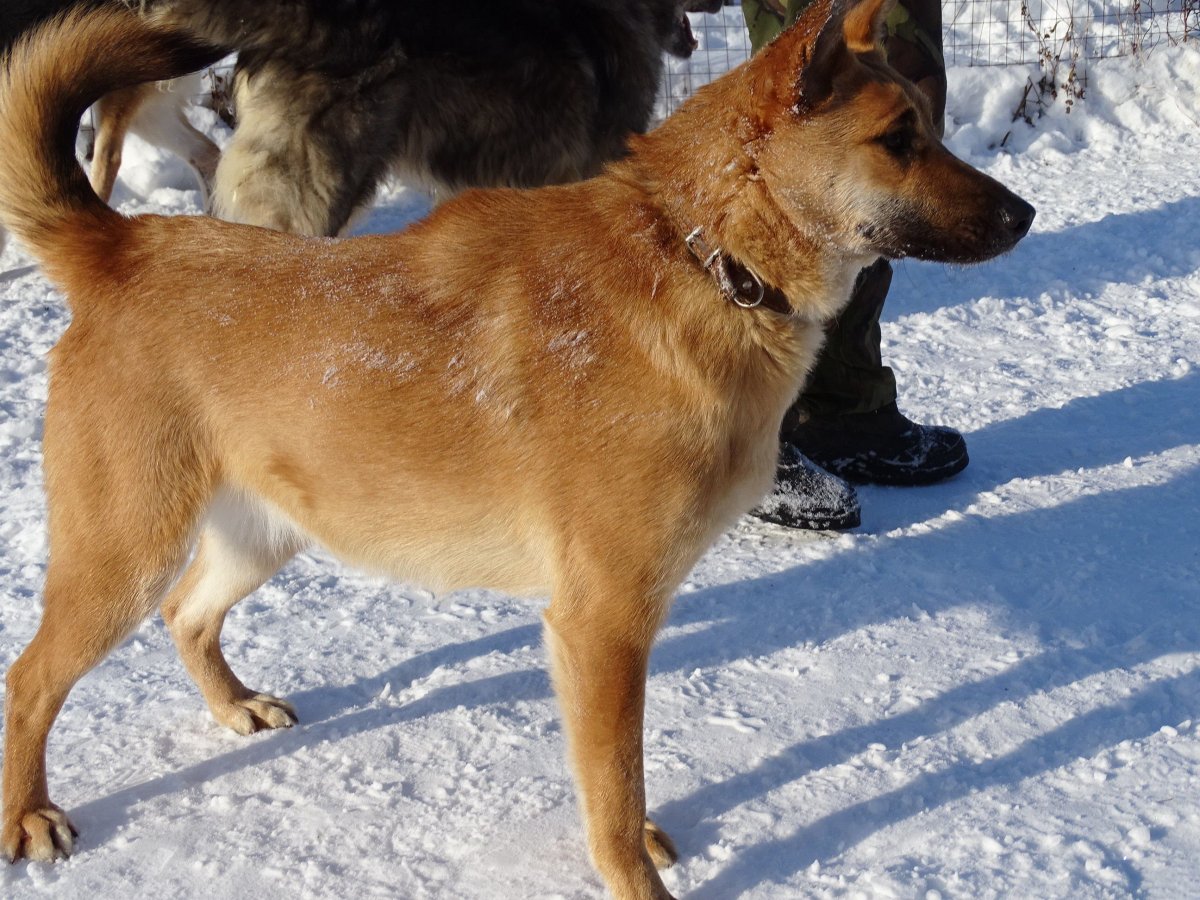 Карело финская овчарка