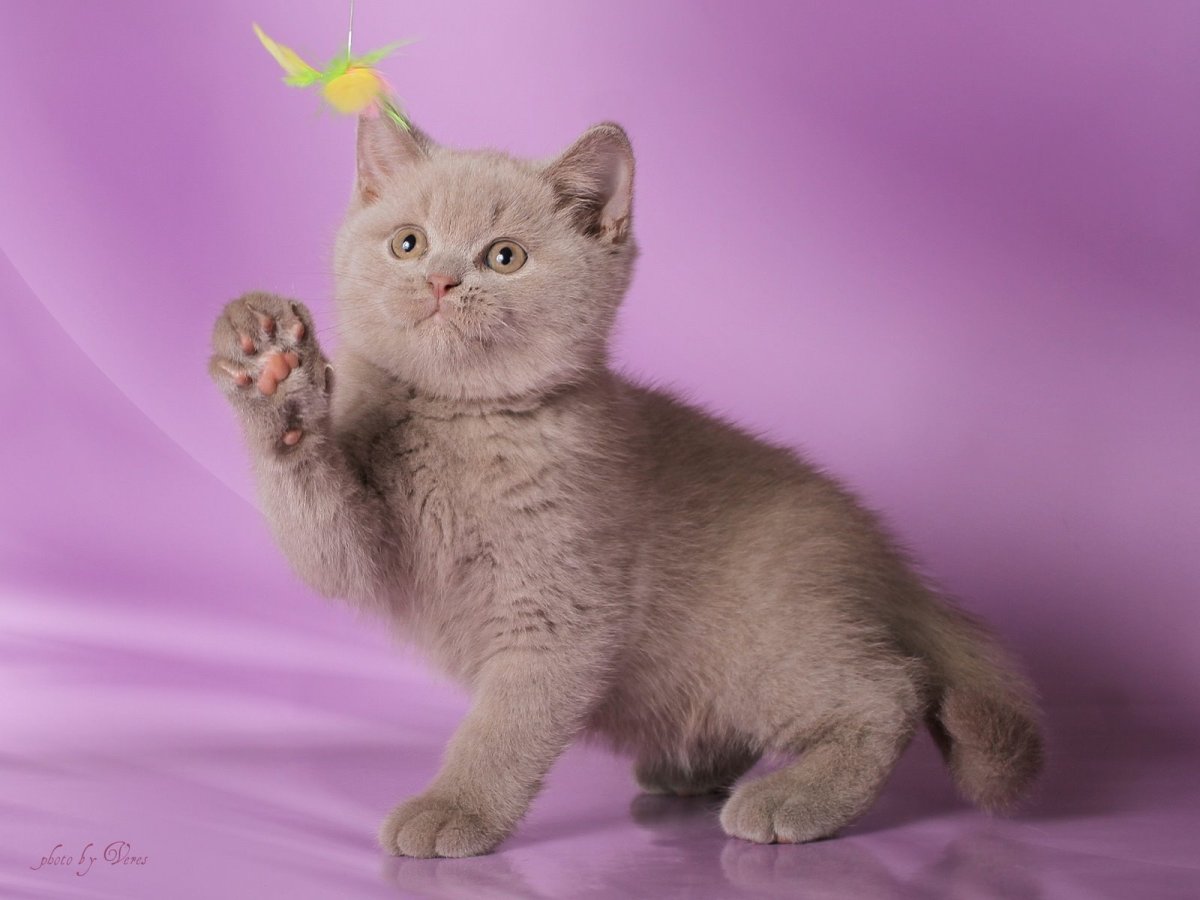 Лиловый британец