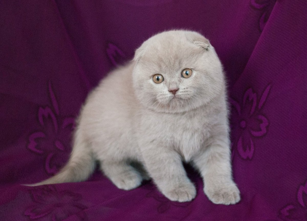 Шотландская вислоухая кошка лиловая