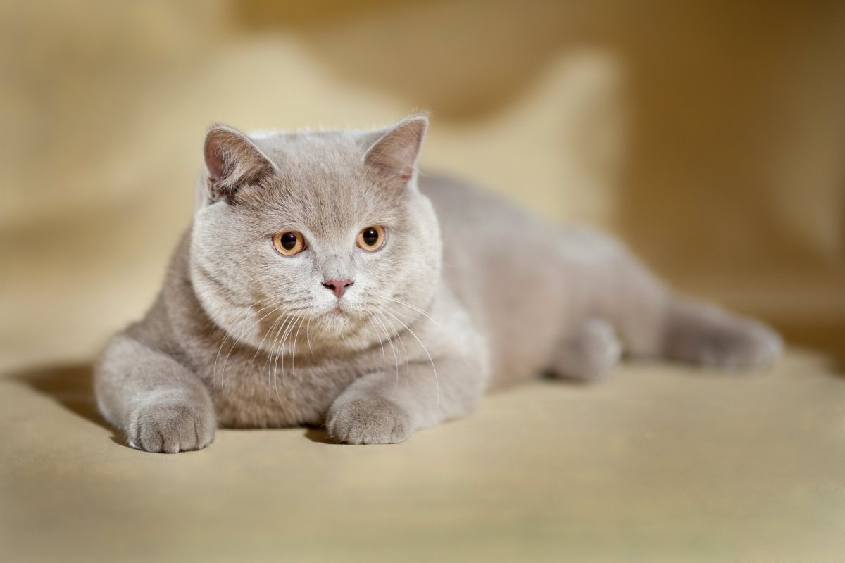 Шотландский скоттиш страйт лиловый