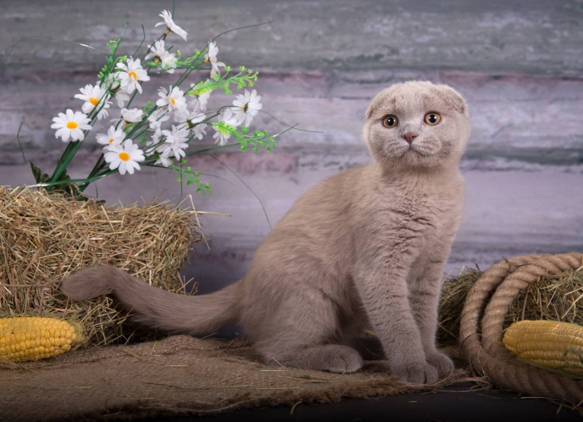 Шотландская вислоухая кошка лиловая