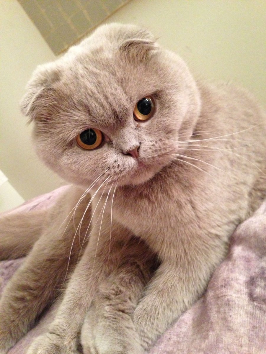 Лиловые и голубые вислоухие Шотландские котята