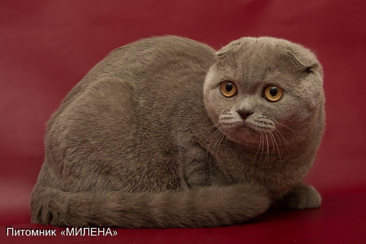 Лиловый шотландский вислоухий кот