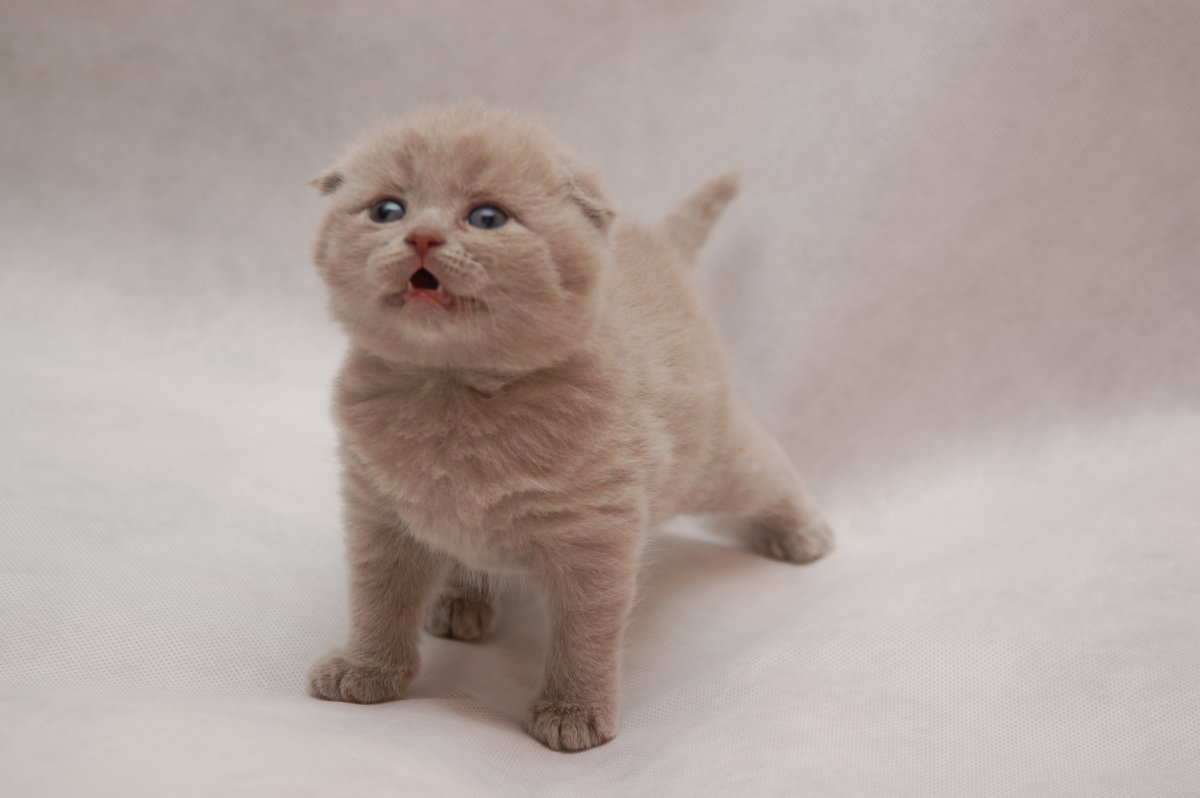 Лиловый кот британец