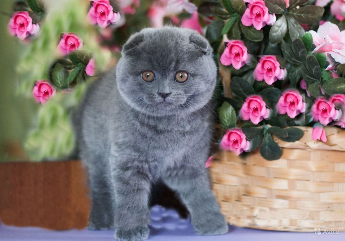 Кошка Мисти Шотландская вислоушка