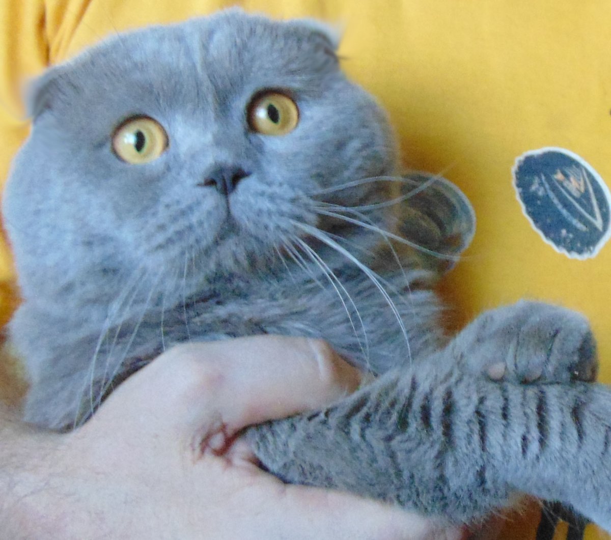 Животные фиолетового цвета