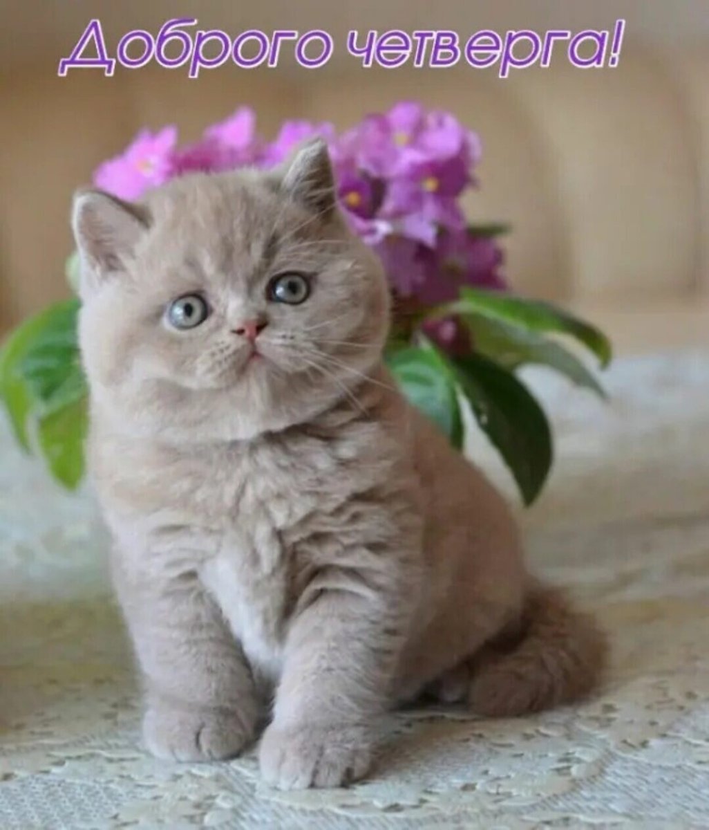 Лиловый британец котенок