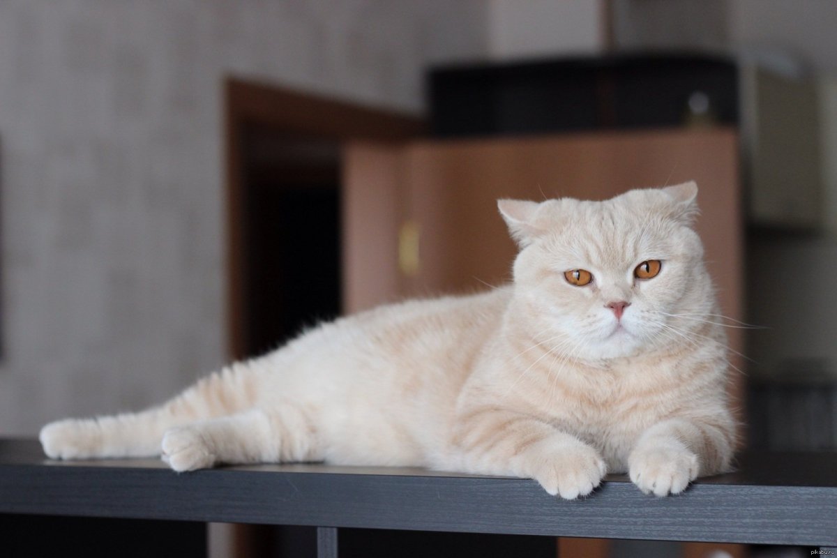 Британский котенок вислоухий дымчатый