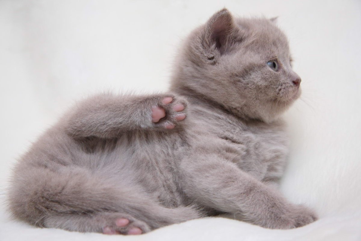 Лиловый шотландский кот