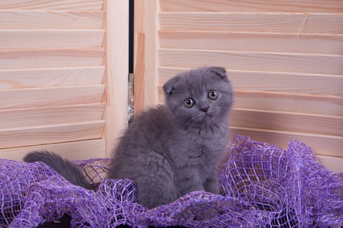 Шотландская вислоухая лиловая