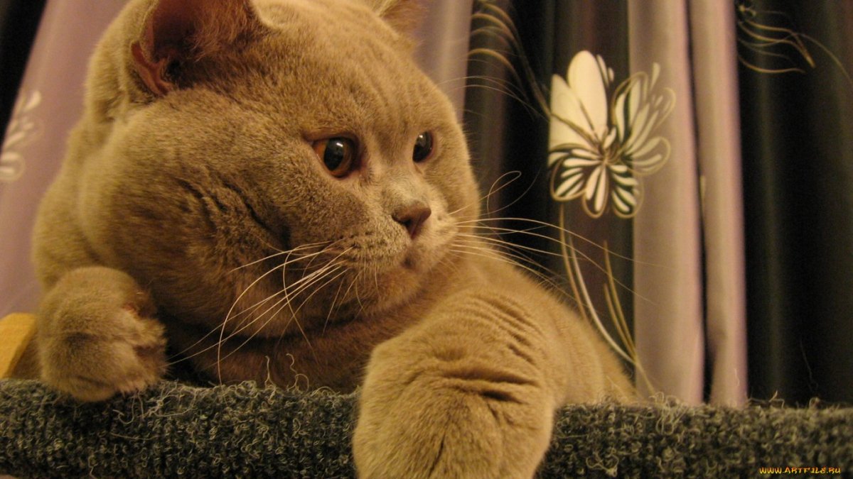 Лиловый кот британец