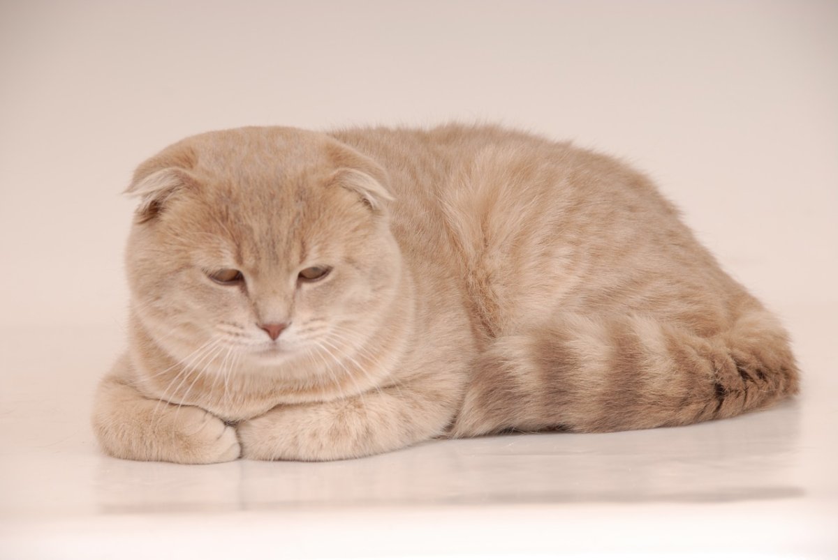 Скоттиш-фолд Шотландская вислоухая