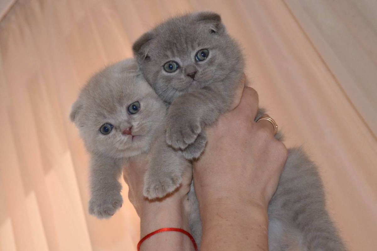 Лиловые и голубые вислоухие Шотландские котята