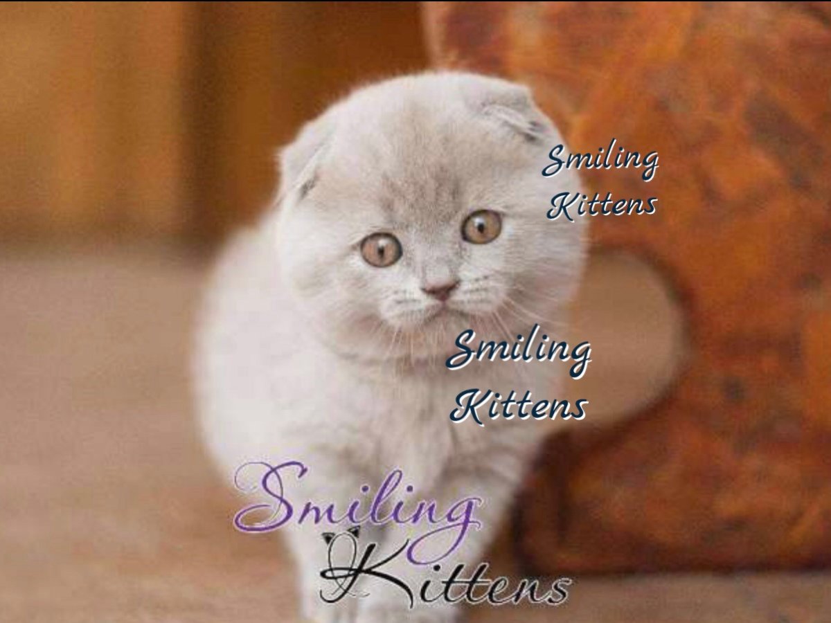 Скоттиш фолд лиловый