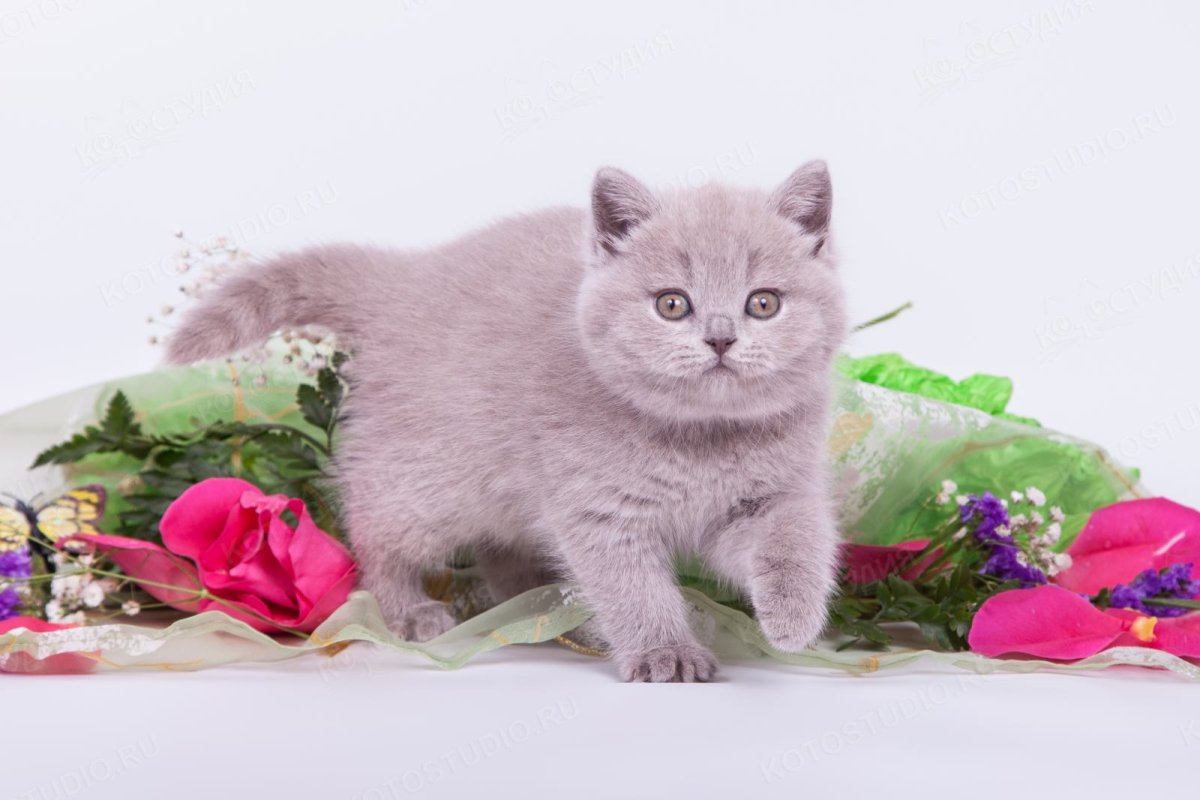 Лиловый котенок британец вислоухий