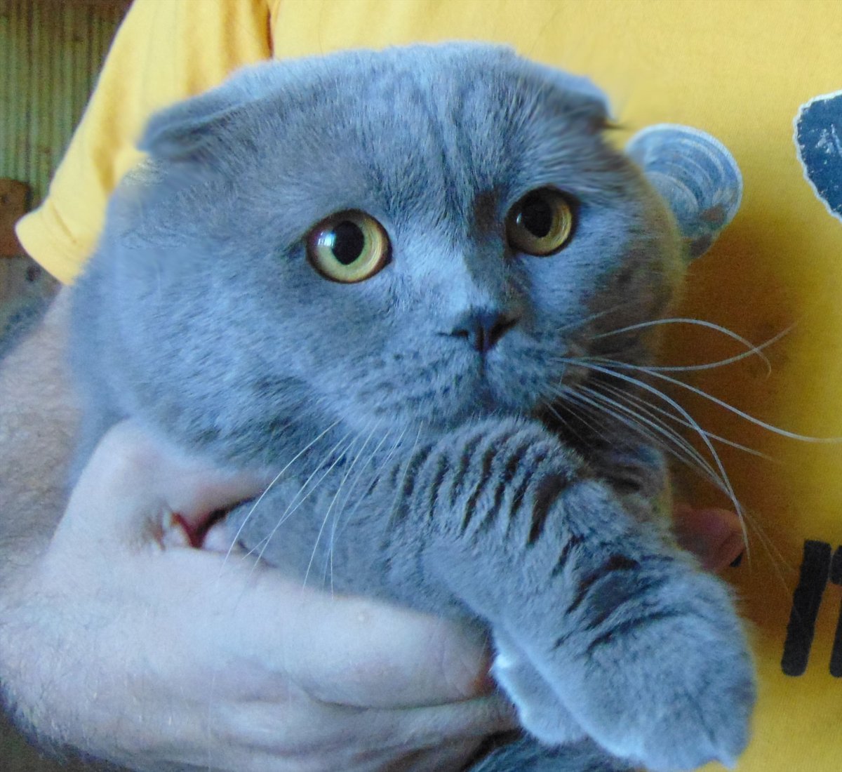 Скоттиш фолд фавн