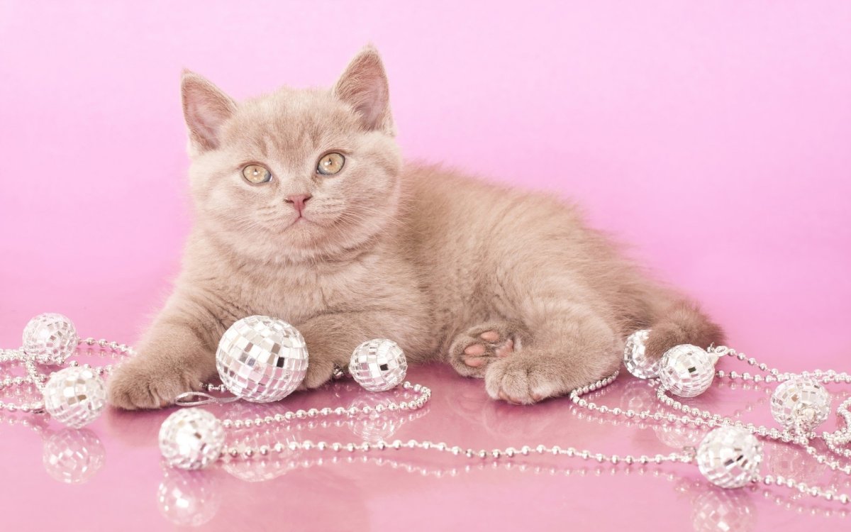 Кот британский гладкошерстный палевый