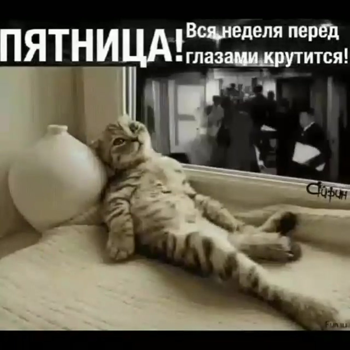 Кошачьи валяются гиф