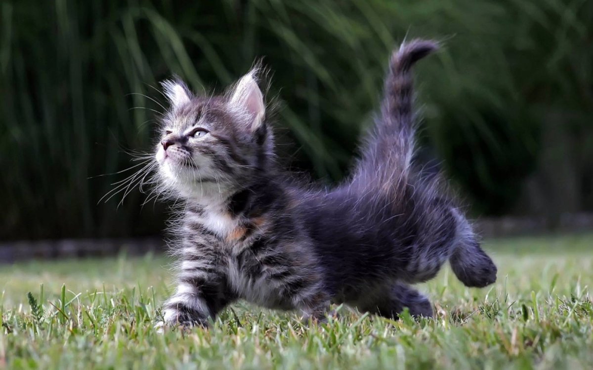 Смелый котенок