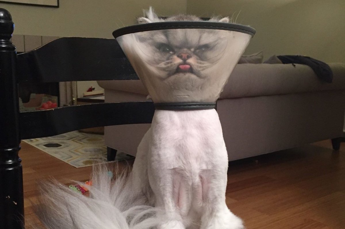 Нелепый кот