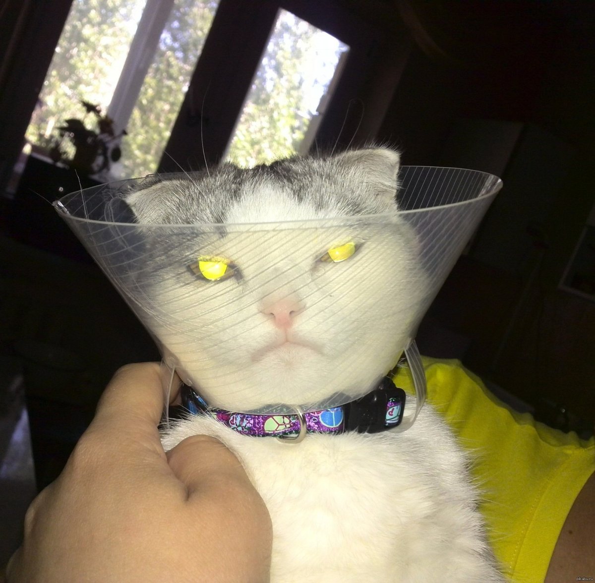 Кот безудержное веселье