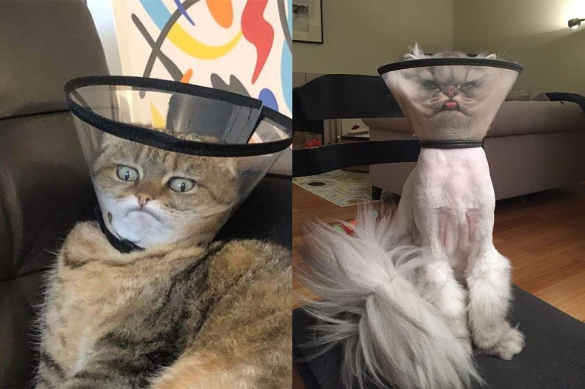 Воротник для кота