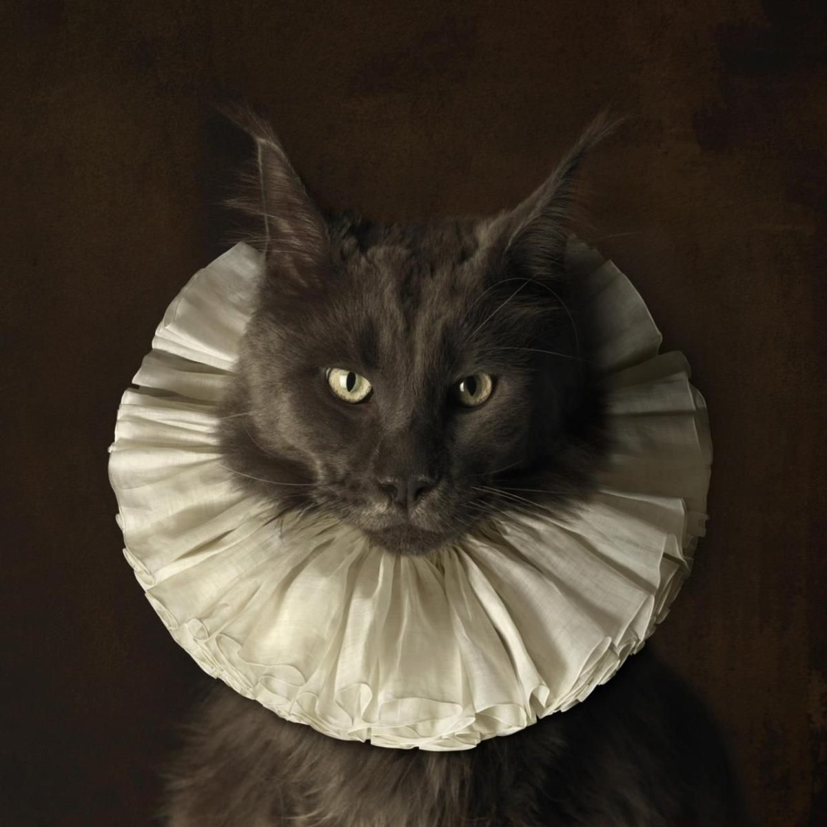 Котик в жабо