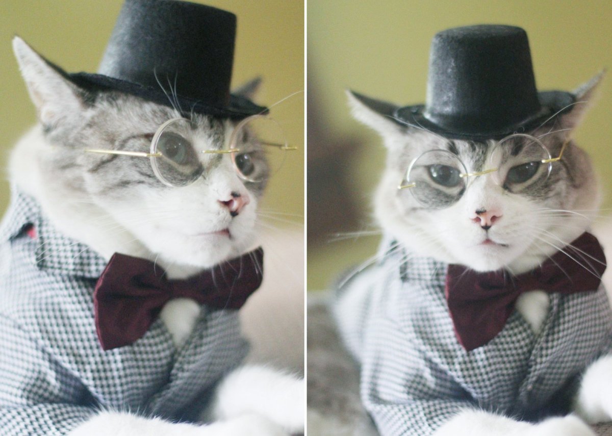 Кот в галстуке Мем