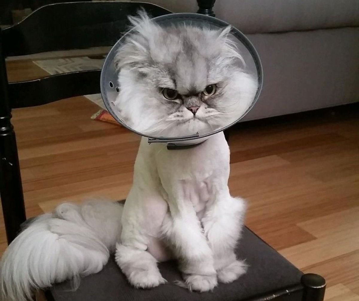 Стрижка кота и защитный воротник