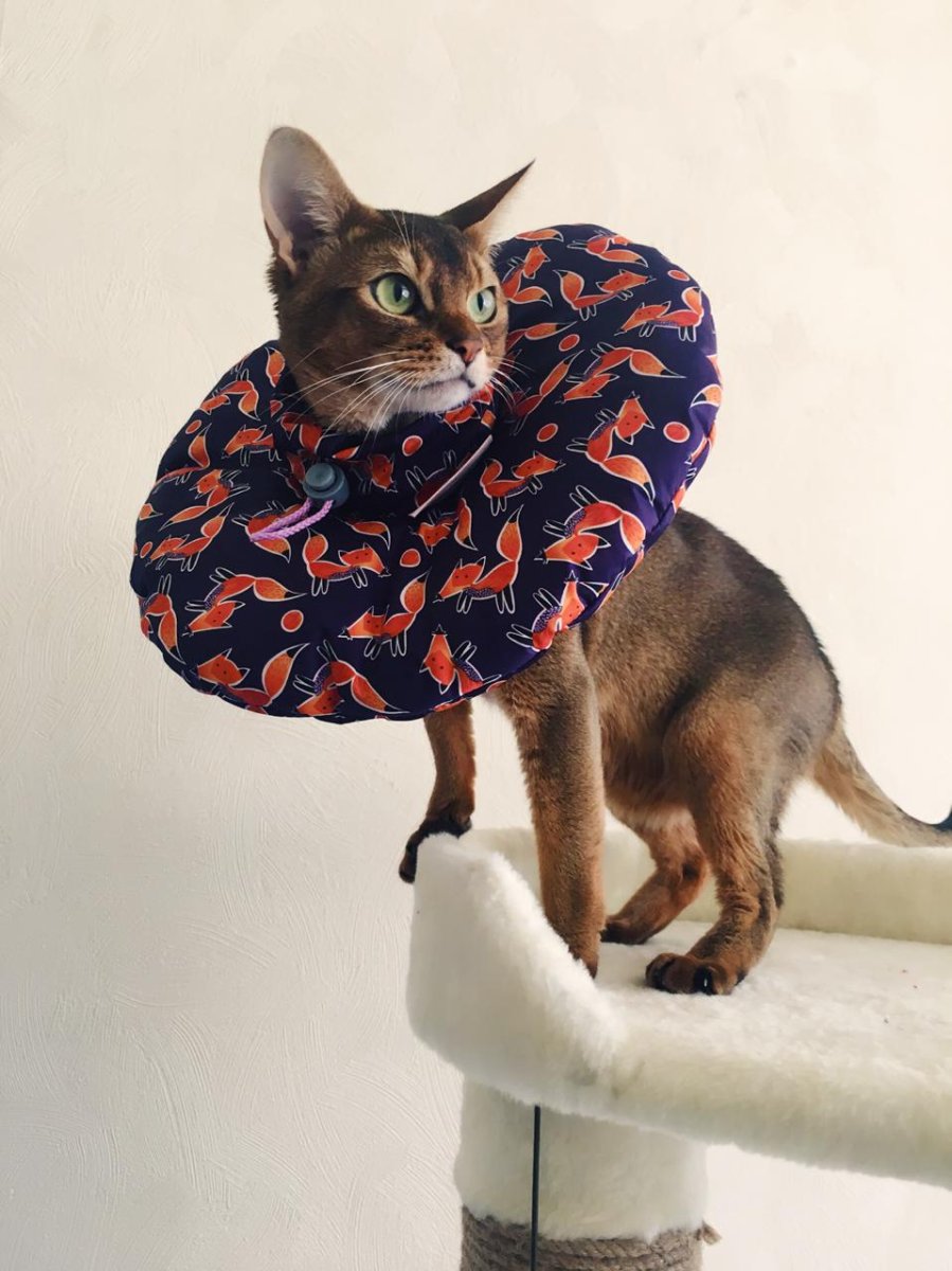 Воротник для кошки