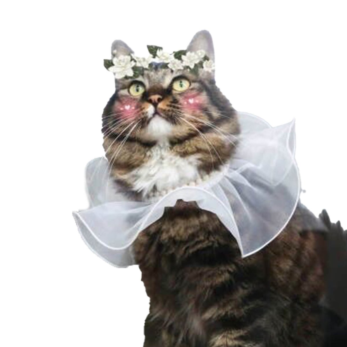 Кошачий воротник