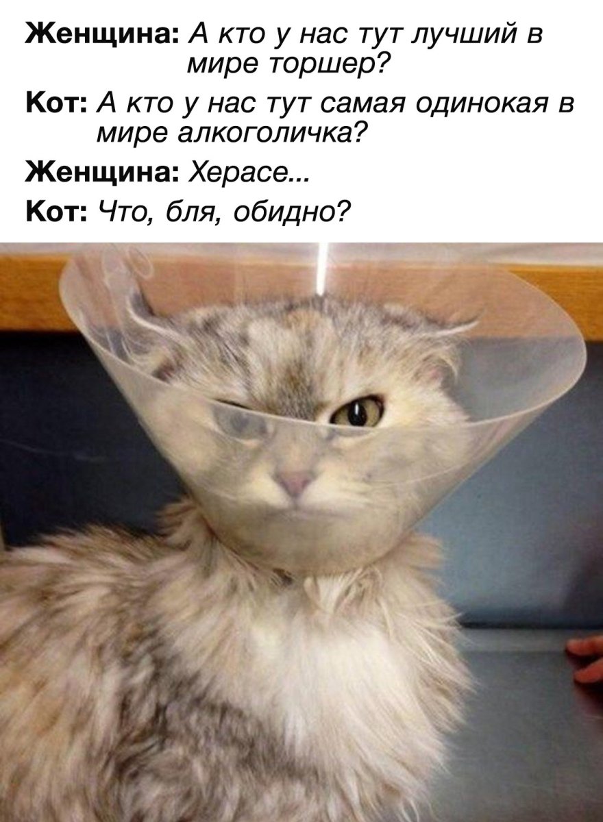 Смешной кот в воротнике