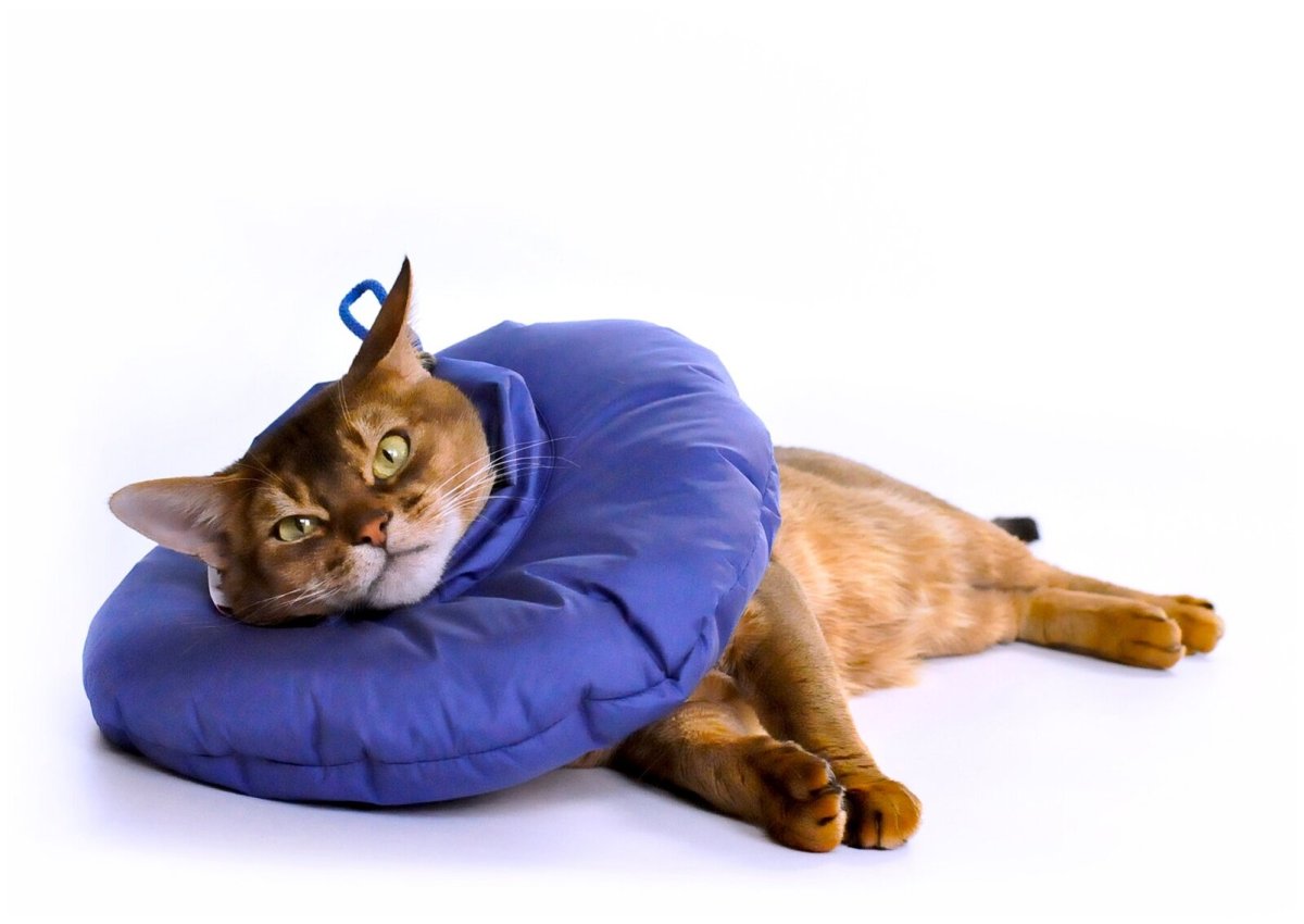 Защитный воротник для кошек