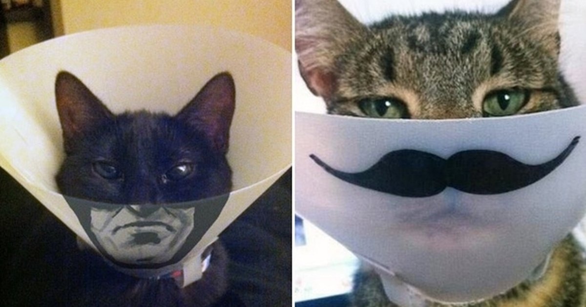 Воротник для кота